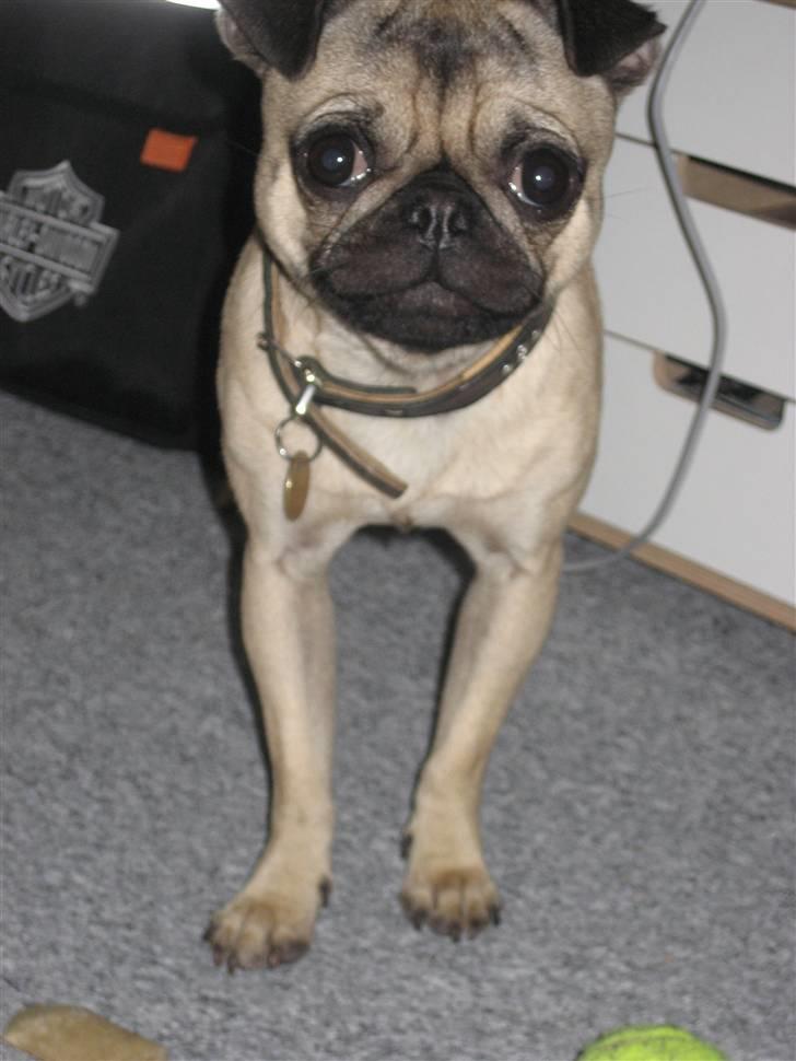 Mops Adolf Victor billede 18