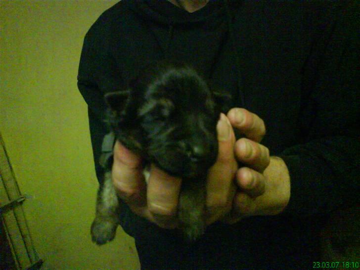 Schæferhund nemo - "når jeg var dejlig da jeg var ca. 3 dage..:*" billede 13