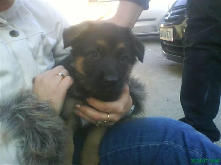 Schæferhund nemo - "neej hvor er jeg smuk!" billede 14