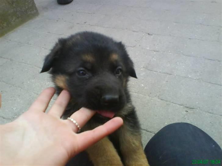 Schæferhund nemo - "gumle gumle" billede 15