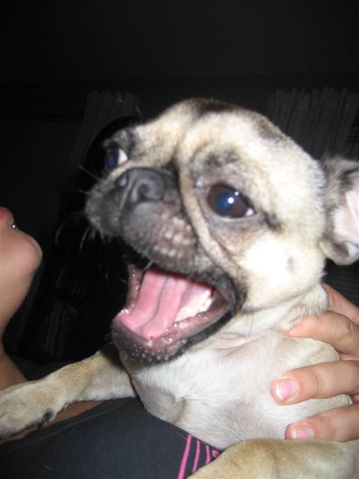 Mops Adolf Victor billede 19