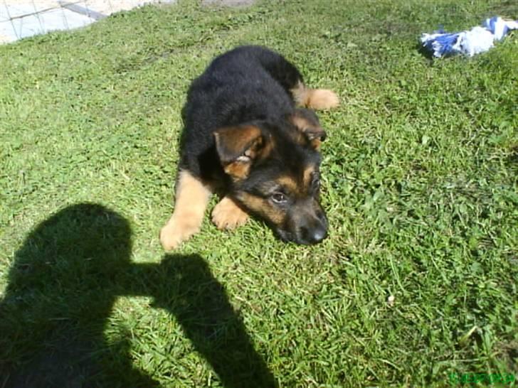 Schæferhund nemo - "tager lige en slapper nu hvor jeg lige er kommet hjem til mit rigtige hjem..:)" billede 16