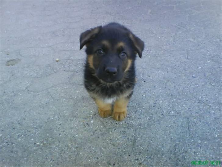 Schæferhund nemo - "nej i må ikk går - husk at komme tilbage!!!" billede 17