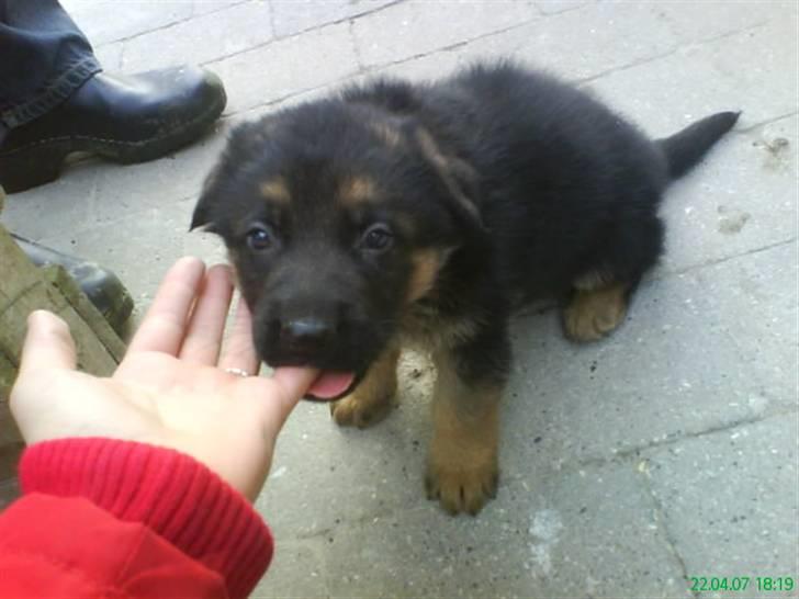 Schæferhund nemo - "gumle gumle" billede 18