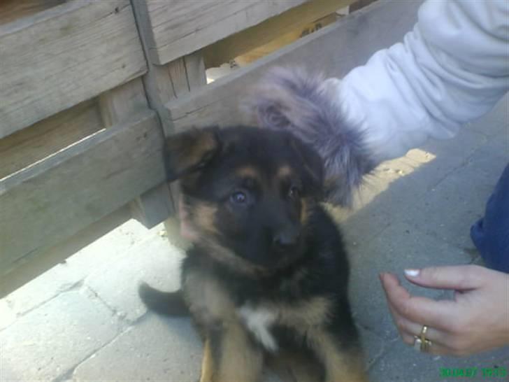 Schæferhund nemo - "ohhh, nice det er dejligt lige der mor!!!" billede 19