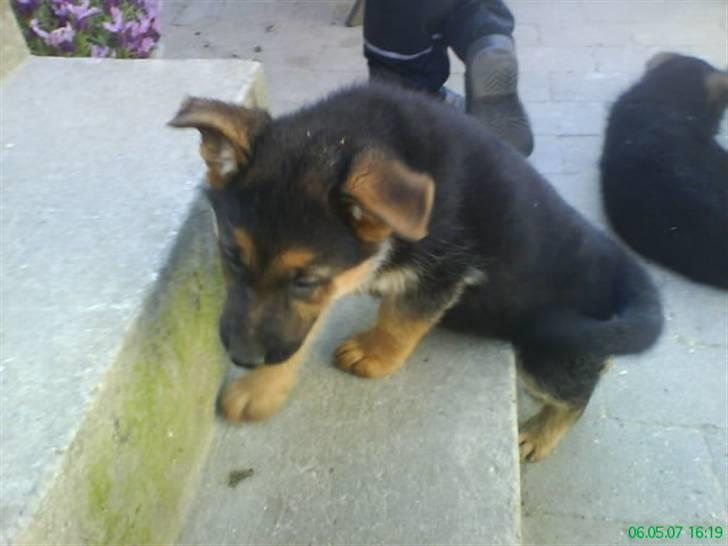 Schæferhund nemo - "se jeg kan gå på trapper" :b billede 20