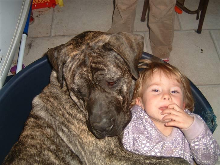 Dogo canario Tamlis Prince Luca R.I.P billede 14