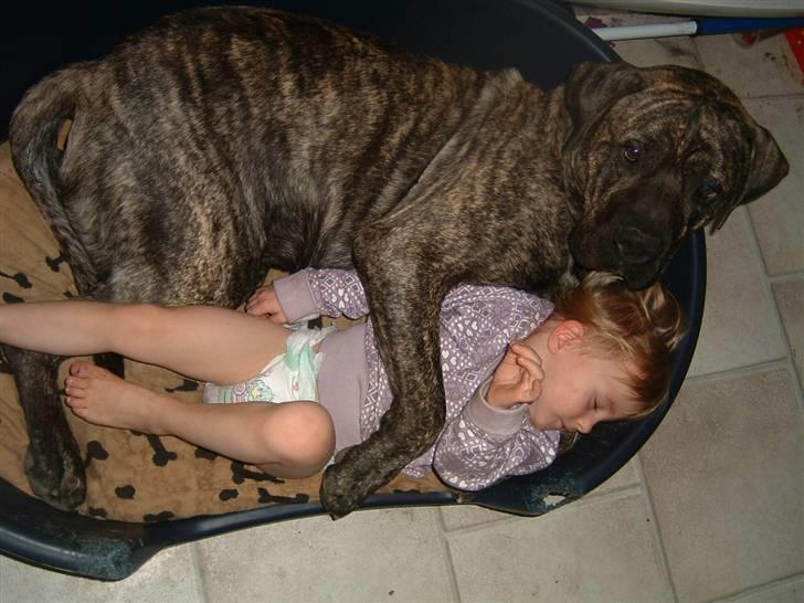 Dogo canario Tamlis Prince Luca R.I.P billede 15