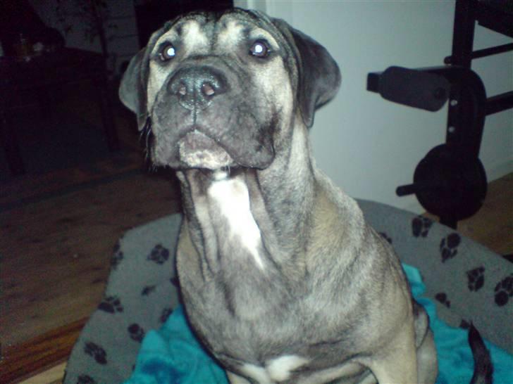 Dogo canario Cliff - Cliff Rigano billede 1