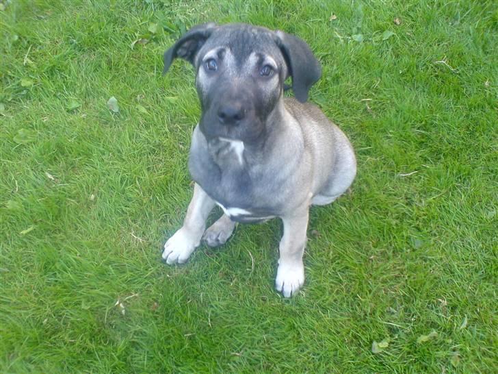 Dogo canario Cliff - Cliff Rigano billede 2