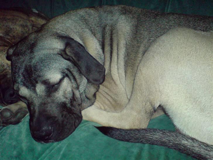 Dogo canario Cliff - Cliff Rigano billede 3