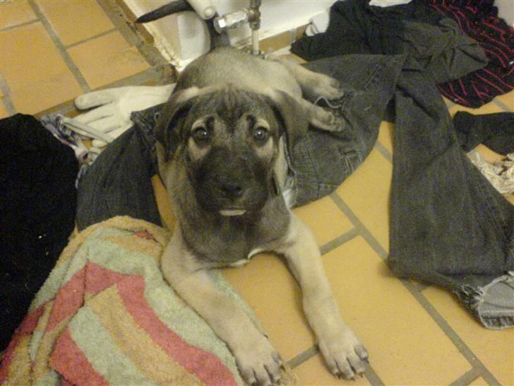 Dogo canario Cliff - Cliff Rigano billede 4