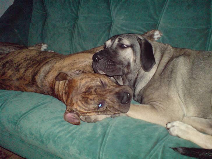 Dogo canario Cliff - Cliff Rigano billede 5