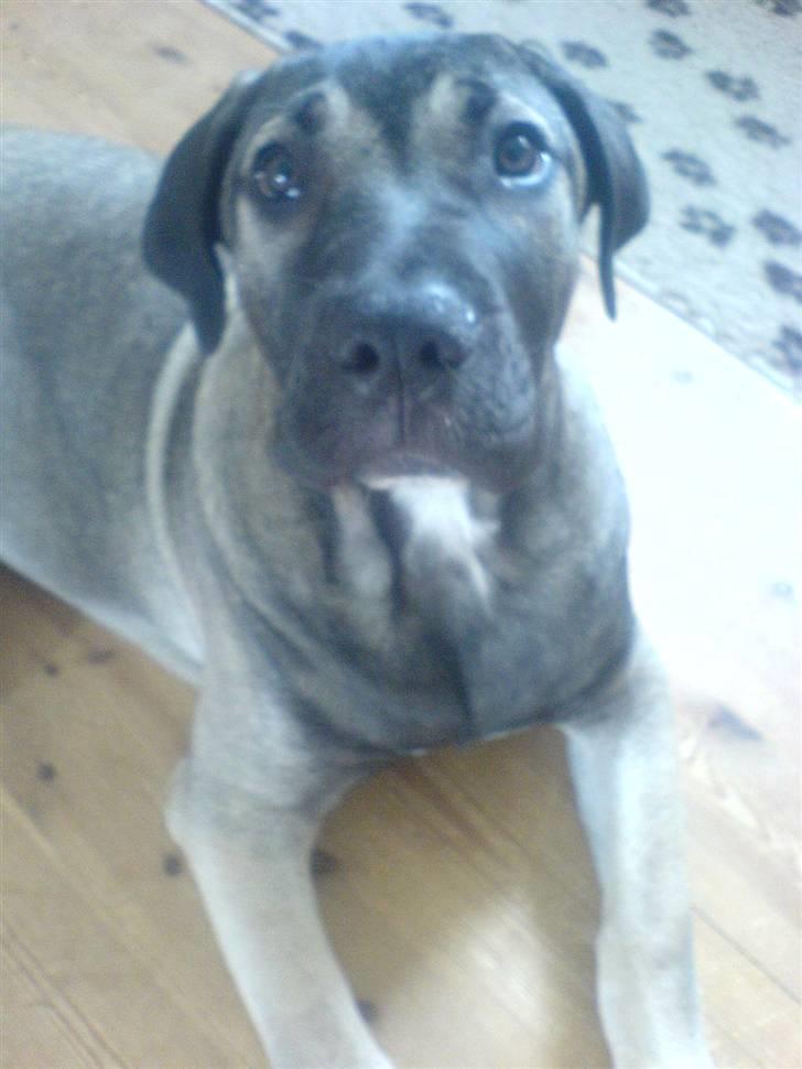 Dogo canario Cliff - Cliff Rigano billede 6