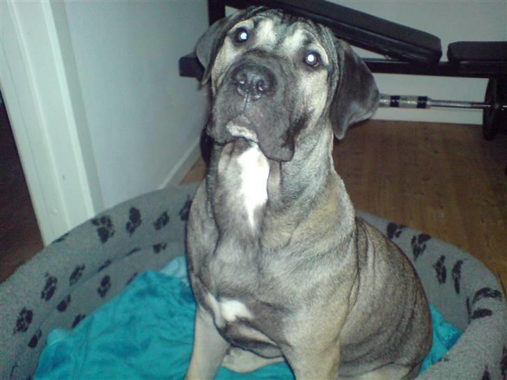 Dogo canario Cliff - Cliff Rigano billede 7