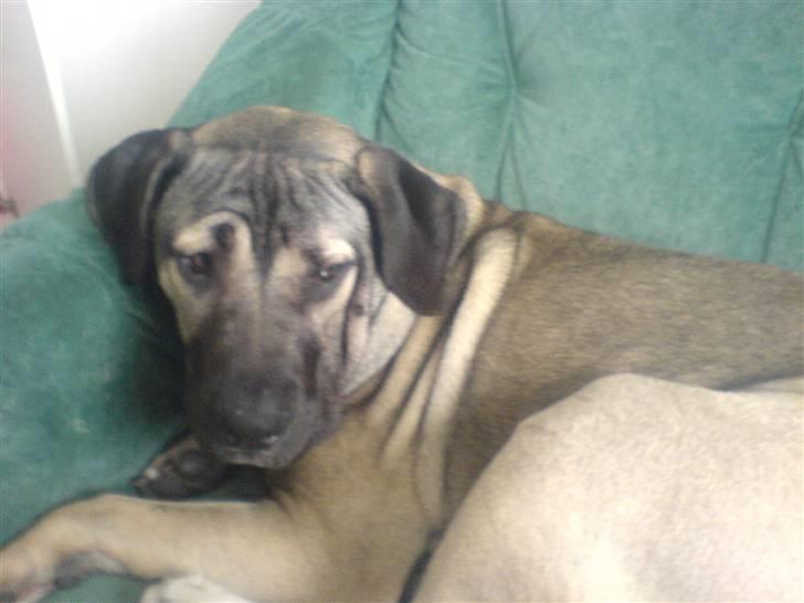 Dogo canario Cliff - Cliff Rigano billede 8