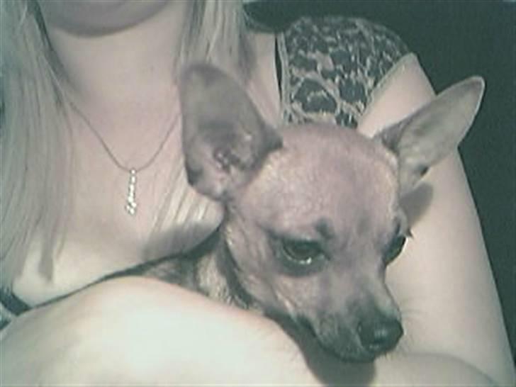 Blanding af racer |Chi/DP| Lasse prinsen - sidder liiige hos mor :)  billede 14