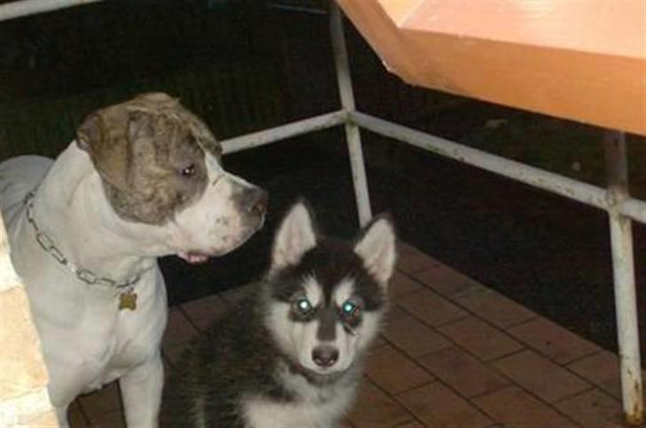 Amerikansk bulldog Samson - Sam  og Spike :) billede 6