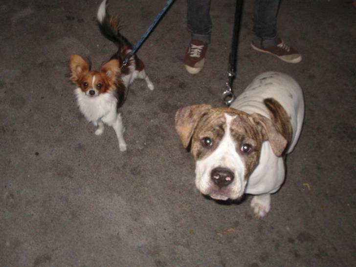 Amerikansk bulldog Samson - Milo og Samson billede 7