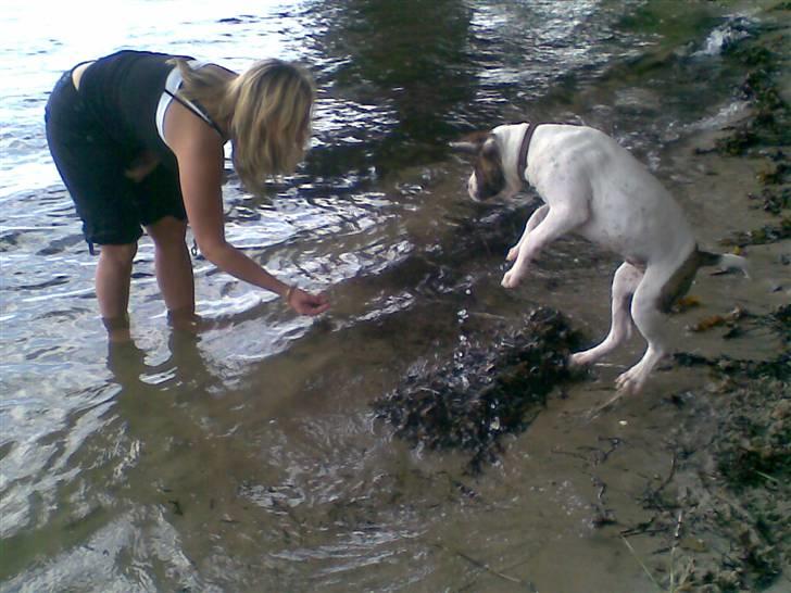 Amerikansk bulldog Bumle - Her er så min "lille" Bumle.... Totalt vandskrækket..... billede 1