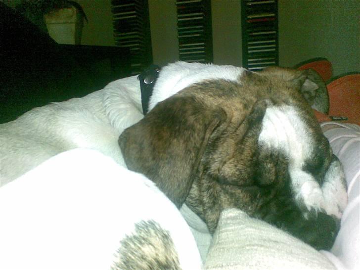 Amerikansk bulldog Bumle - Og her får vi lige en morfar.. billede 2