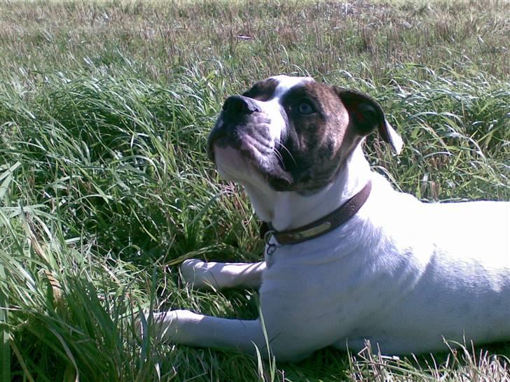 Amerikansk bulldog Bumle - Bumle elsker at være ude. billede 3