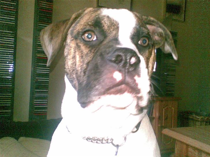 Amerikansk bulldog Bumle - Smuk, det er han da!!!!! billede 4