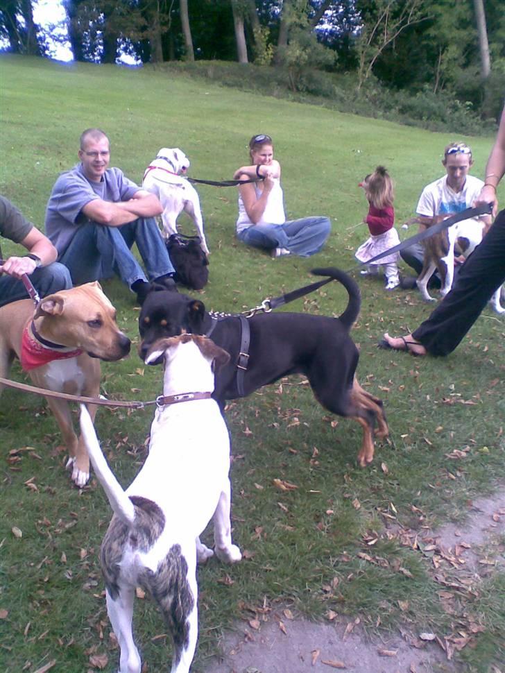 Amerikansk bulldog Bumle - Hej allesammen, her er jeg til hundetræf ved Hindsgavl Slot i Middelfart. SJOVT..... billede 5