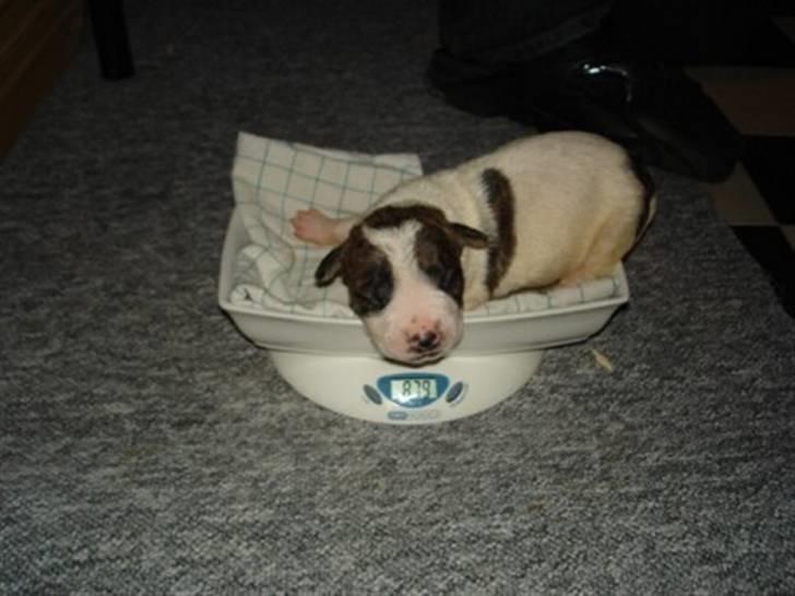 Amerikansk bulldog Samson - Ja, jeg er da blevet kønnere med tiden. billede 8