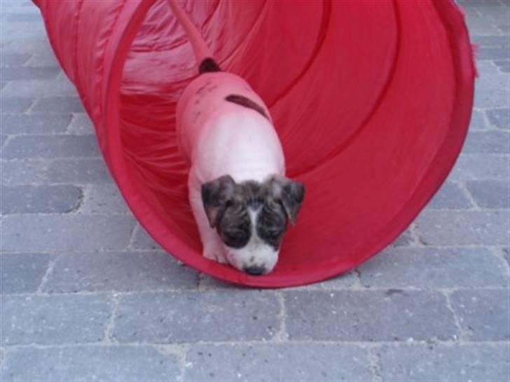 Amerikansk bulldog Samson - Her er jeg på eventyr .  billede 9