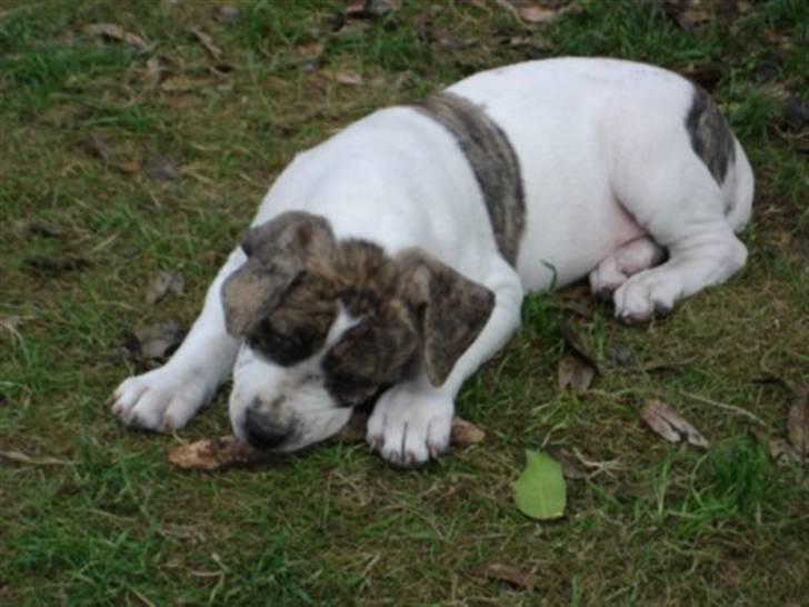 Amerikansk bulldog Samson - Mine tænder klør sådan:( billede 10