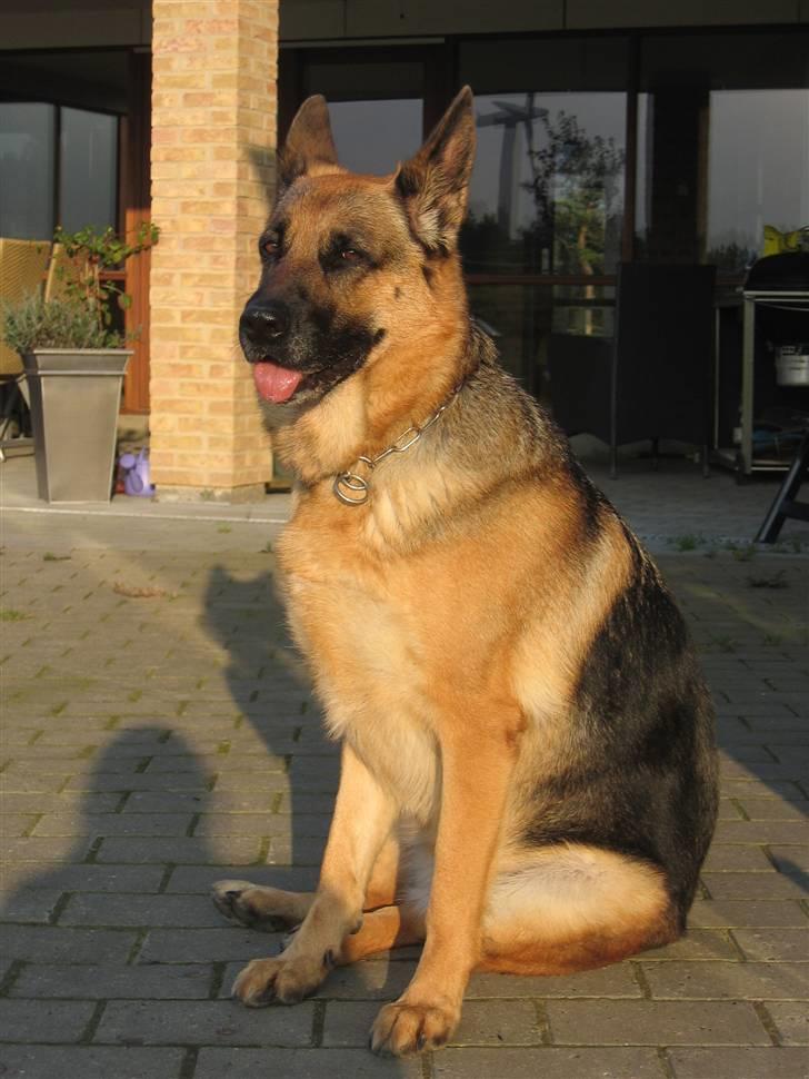 Schæferhund Felia R.I.P. - Soldronningen... billede 7