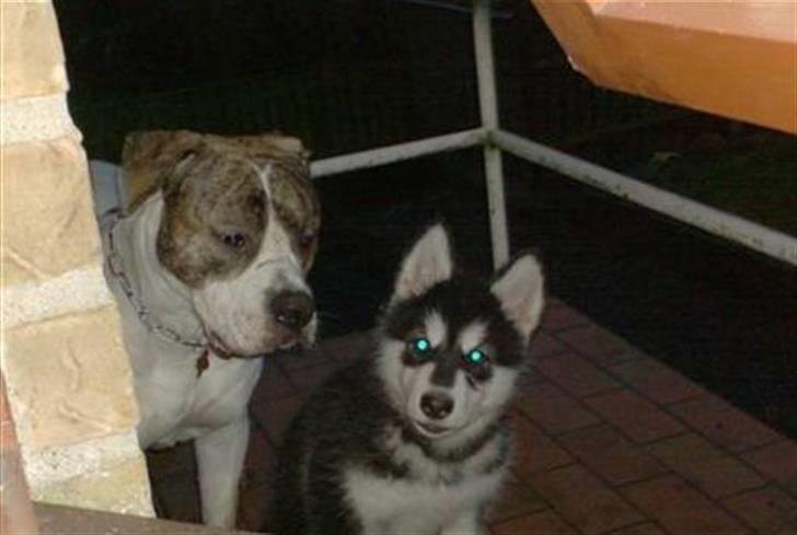 Amerikansk bulldog Samson - Sam og Spike vil ind! billede 11