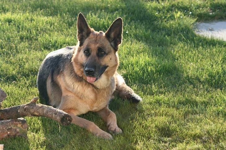 Schæferhund Felia R.I.P. billede 8