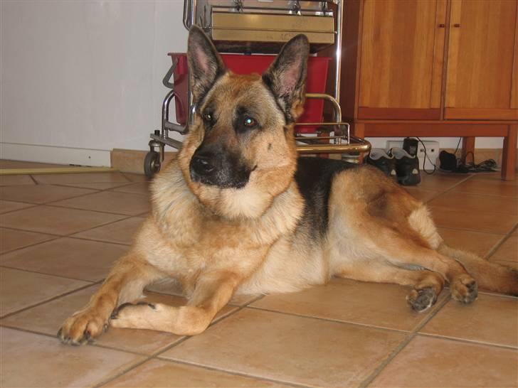 Schæferhund Felia R.I.P. billede 9