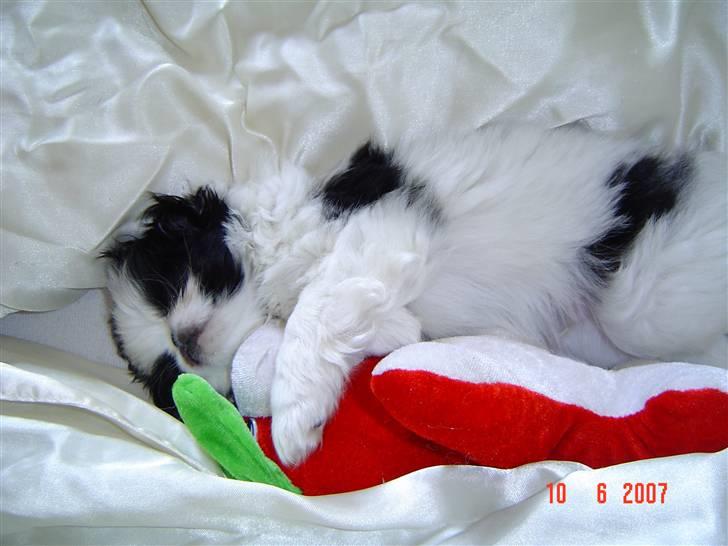 Japanese Spike billede 12