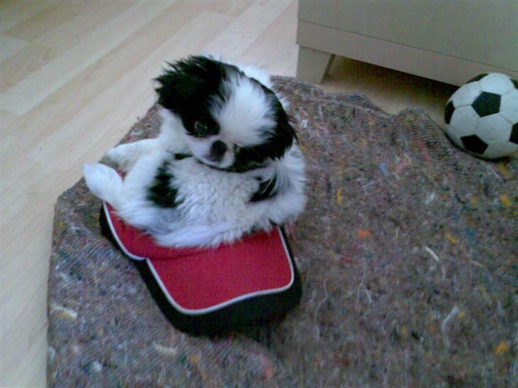 Japanese Spike - Jeg stjal fars hat.- det er faktisk en god hundekurv thi hi billede 13