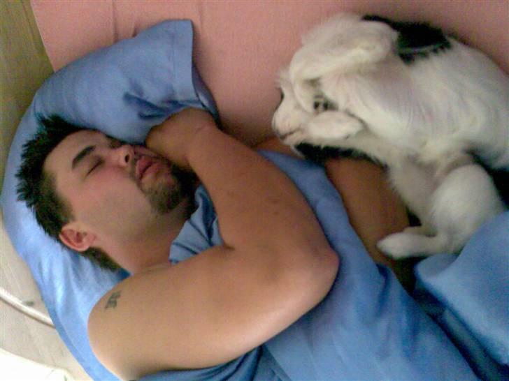 Japanese Spike - putter med far billede 14