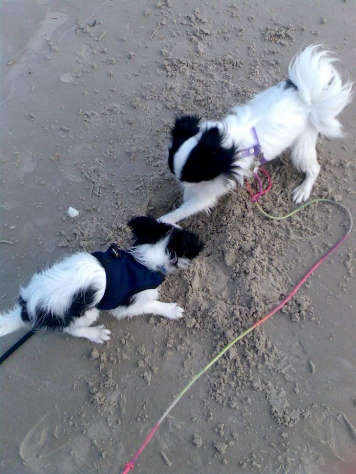 Japanese Spike - Jeg tror vi finder skatten billede 16