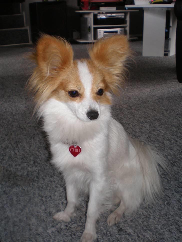 Papillon Chili - Chili 2 år gammel billede 1