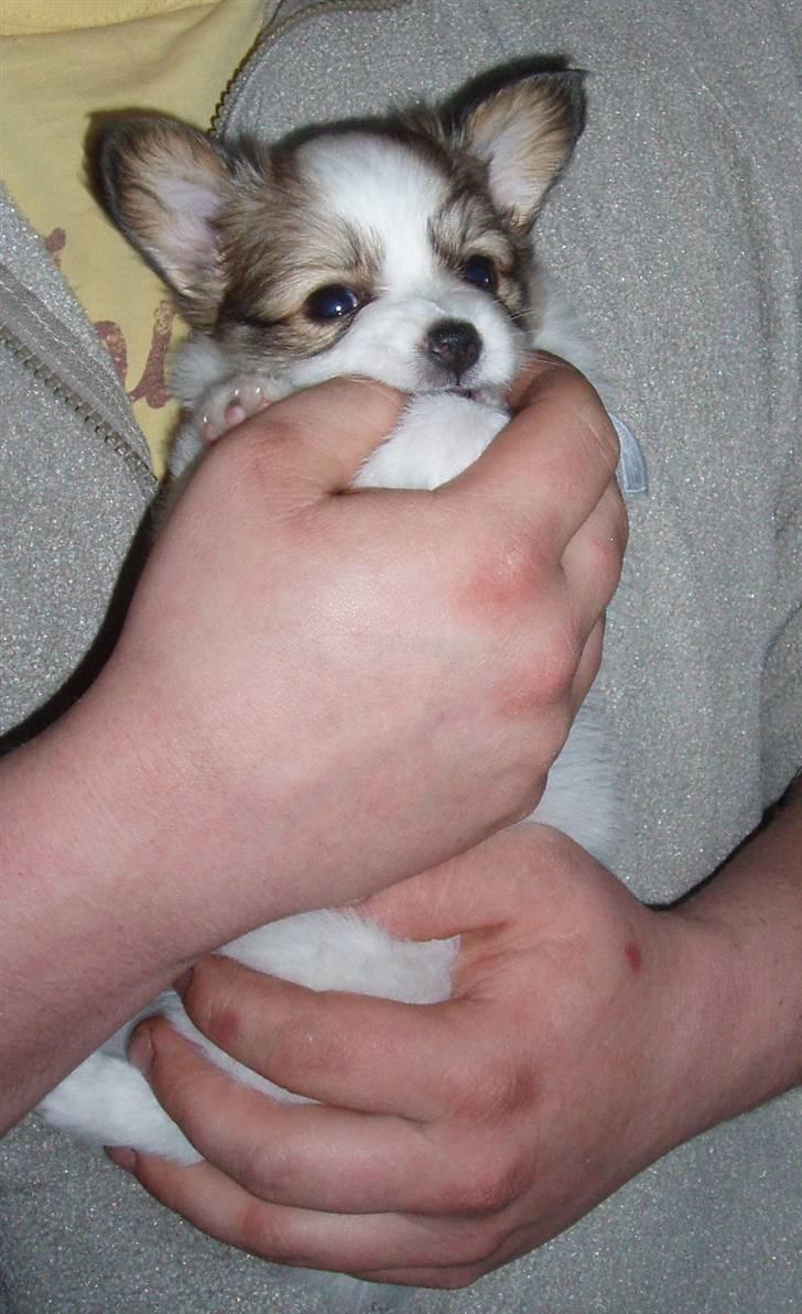 Papillon Chili - Chili 6 uger gammel billede 2