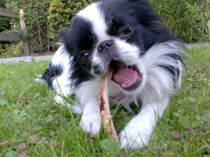 Japanese Tøsen - Mums!! spareribs er bare så godt!! billede 12