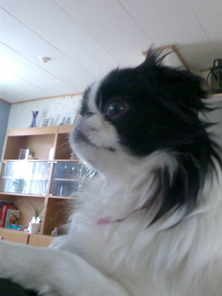 Japanese Tøsen - Portrætfoto billede 13