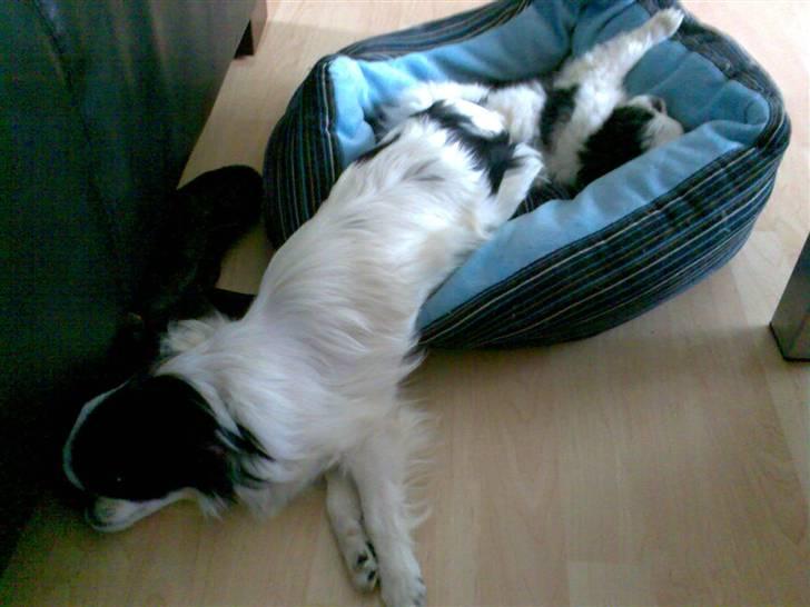 Japanese Tøsen - Min lillebror skal altid fylde det hele.... billede 15