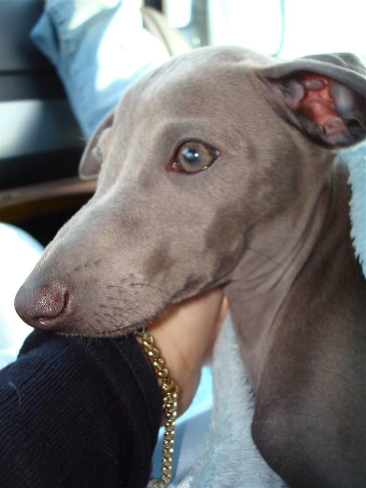 Italiensk mynde Fergie - jeg prøver at tænke på dansk nu... billede 3