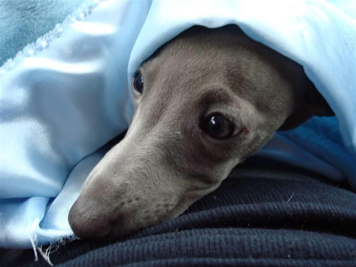 Italiensk mynde Fergie - Man bliver lidt træt af den lange tur billede 4