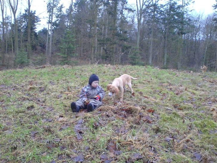 Blanding af racer bølle - bølle i skoven med vores søn de hygger sig meget billede 9