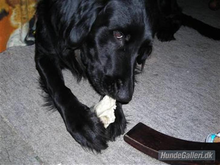 Blanding af racer yankie - yankie der sætte pænt billede 1