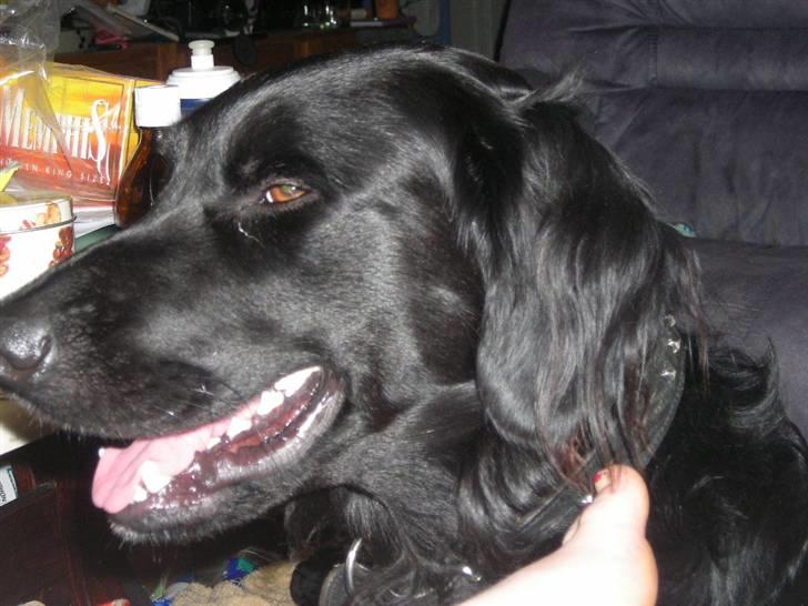 Blanding af racer yankie - yankies profil billede billede 2