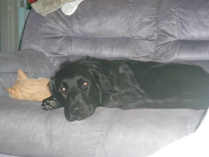 Blanding af racer yankie - yankie og en af vores katte ligge og slapper af billede 3